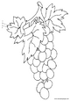 Lamina para colorear Dibujos de Frutas. uvas